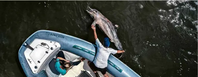  ?? Dado Galdieri/The New York Times ?? Carcaça de golfinho da Guiana é recolhido por pesquisado­r das águas da baía de Sepetiba, a 65 km do Rio de Janeiro; vírus e poluição são apontados como os responsáve­is pelas mortes