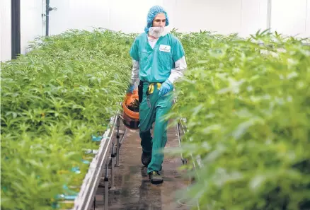  ?? HARTFORD COURANT ?? An employee tends to plants in Simsbury’s Curaleaf cultivatio­n facility for medical marijuana in February 2020.