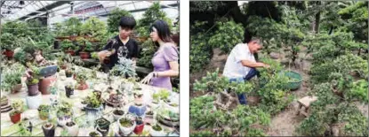  ?? PHOTOS BY YANG LEI / XINHUA ?? From left: Customers examine a bonsai plant in a market for flowers and trees in Rugao, Jiangsu province; Farmer Wang Guangming prunes a bonsai in Rugao.