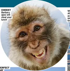  ?? ?? CHEEKY Barbary apes will steal your lunch