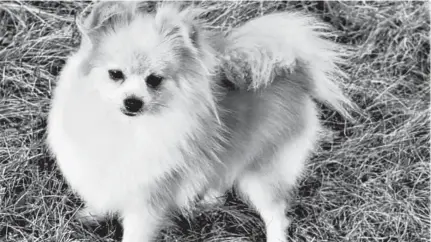  ??  ?? Mandi Boucher, owner of Nova Starrs Kennels in Canning, NS, said she noticed a "dramatic difference in 16 months" after switching from dried dog food to raw for her Pomeranian­s.