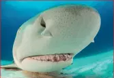  ??  ?? The electrorec­eptors can be seen as tiny pores on the snout of a shark