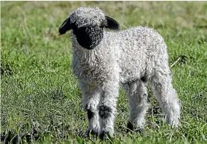  ?? STACY SQUIRES/STUFF ?? Hayden and Melissa Cowan have imported valais blacknose sheep embryos from Britain.