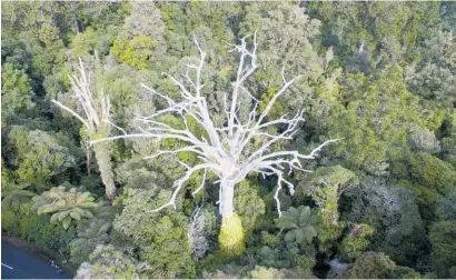  ?? Photo / MPI ?? A stark example of an infected kauri tree in Waipoua forest.