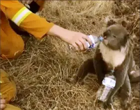  ?? Oakbank Balhannah CFS via AP ?? A koala drinks water from a bottle given by a firefighte­r on Dec. 22 in Cudlee Creek, South Australia.