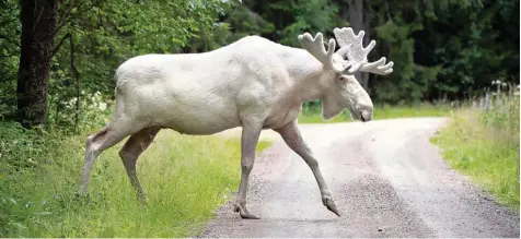  ?? Foto: Tommy Pedersen, dpa ?? In Schweden gibt es circa 100 weiße Elche. Ein Video mit einem der Elche hat nun einen Touristens­trom in das värmländis­che Eda (etwa 420 Kilometer westlich von Stock holm) ausgelöst.