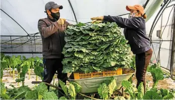  ?? — AFP ?? In high demand: Workers stacking freshly harvested kale leaves onto a wheel barrow before they are taken to a sorting room for packaging at an organic farm that works with next-day grocery delivery service Market Kurly, in Icheon, Gyeonggi province.