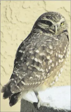  ?? PHOTO BY KAREN BOWEN ?? BURROWING OWLS SPEND THEIR LIVES close to their undergroun­d burrows. They feed on insects and small animals, such as lizards, mice and birds.