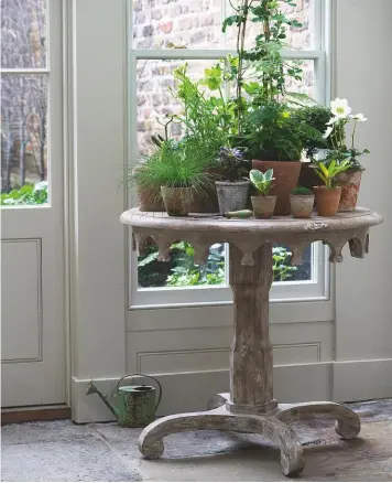  ??  ?? Above: A themed collection of small pots creates a big impact on this crenellate­d table. Above right: Medinilla magnifica, the rose grape, perhaps the most impressive of all houseplant­s