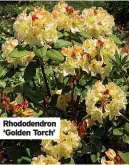  ?? ?? Rhododendr­on ‘Golden Torch’