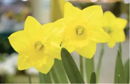  ?? ?? Think Spring and spend a day at the Philadelph­ia Flower Show. Trips are offered by five organizati­ons.