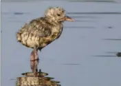  ??  ?? Âgés de trois semaines en moyenne, les poussins ont d’abord été rassemblés dans un corral.