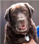  ?? Abby Kirkland photos ?? Alphonse, the Kirklands’ 12 ½-yearold Labrador retriever, was always interested in making new friends.