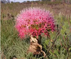  ?? Photo: Someleze Mgcuwa ?? The bulb Disticha is to be treated with respect and care.