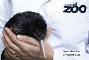  ?? ?? Meet a kiwi bird at Auckland Zoo