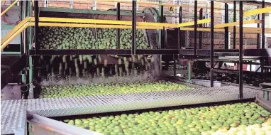  ??  ?? PROCUREMEN­T: Apples are being sorted at Appletiser’s plant in Elgin, which produces 59% of Tiser products.