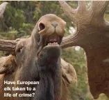  ??  ?? Have European elk taken to a life of crime?