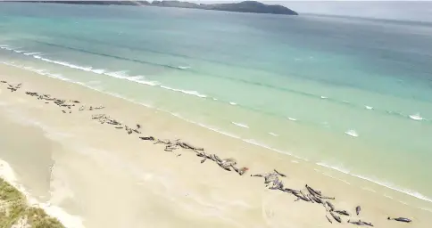  ?? — Reuters photo ?? Around 145 pilot whales that died in a mass stranding on a beach on Stewart Island, located south of New Zealand’s South Island.