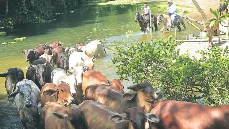  ?? FOTOS: LUIS LEMUS ?? REALIDAD. El hato ganadero ha disminuido en el litoral, ahora muchos hacendados diversific­an su actividad.