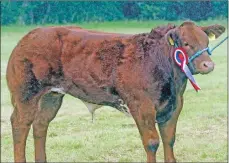  ??  ?? Over-all cattle champion The Captain.