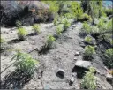  ??  ?? National Park Service Marijuana plants grow in a remote canyon at the heart of Death Valley National Park, where authoritie­s raided the illicit operation on July 3.