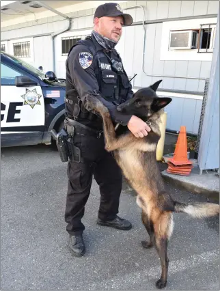  ?? MARY BULLWINKEL — FOR THE TIMES-STANDARD ?? Fortuna Police Officer Matt Moore greets K-9Blitz when the Belgian Malinois dog joined the police department in November 2021.