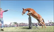  ??  ?? Ragin’ Rooster takes the jump encouraged by Maranda Stites. Rooster tied for second place clearing 51 inches in the Mule Jump for mules 51 inches and taller.