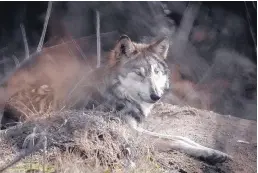  ?? ROBERTO E. ROSALES/JOURNAL ?? More than 40 wolves have been caught in traps in the Southwest since 2002, according to the group Defenders of Wildlife, and environmen­talists have warned that the Mexican gray wolf could return to the brink of extinction.