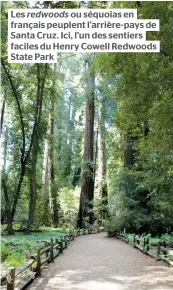  ??  ?? Les redwoods ou séquoias en français peuplent l’arrière-pays de Santa Cruz. Ici, l’un des sentiers faciles du Henry Cowell Redwoods State Park