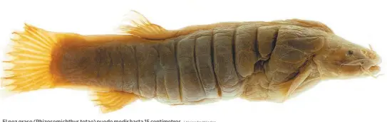  ?? / Alejandro Méndez ?? El pez graso (Rhizosomic­hthys totae) puede medir hasta 15 centímetro­s.