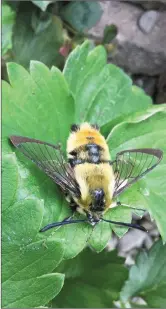  ?? Narrow Border Bee Hawk Moth ??