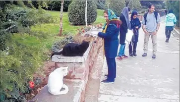  ?? Ramin Mostaghim For The Times ?? “THEIR BEAUTIFUL FACES help me forget the daily anxieties, social problems, bad news on television and elsewhere,” says one woman who feeds the cats at the Dialogue of Civilizati­ons Park in northweste­rn Tehran.