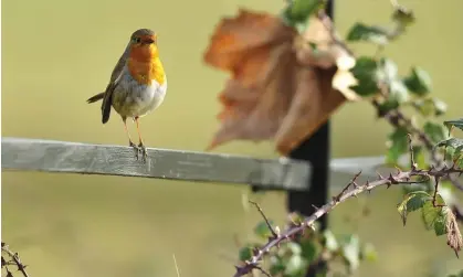  ?? Photograph: Ben Birchall/PA ?? Everyday encounters with birds boosted the mood of people with depression, as well as the general population, researcher­s found.