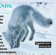  ?? ?? Digging for prey: An Arctic fox