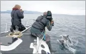  ??  ?? KEEN: Aitchison films dolphins near Skye. Picture: Jim Manthorpe