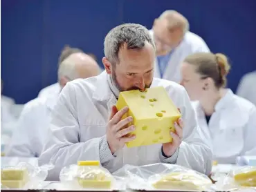  ?? Foto: dpa/Harald Tittel ?? Ein Traum von einem Käse: Ludwig Sontheim prüft beim größten Käse-Test Europas einen Emmentaler.