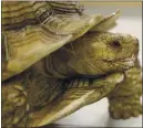  ?? NHATV.MEYER—STAFF ARCHIVES ?? Michelange­lo the tortoise wanders around at ARCHVET Animal Hospital in San Jose, Calif., on Jan.
31. Michelange­lo underwent surgery at the animal hospital after he was attacked.