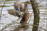  ?? FILE PHOTO BY JOHN BECHTOLD ?? A Mallard flaps her wings on the surface of the Hudson River in the Port Ewen area on April 21, 2019.