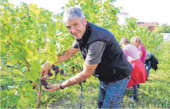  ??  ?? Markus Gierer erntet seine ersten Reben in einem Winzerjahr, das man sich besser nicht wünschen könnte.