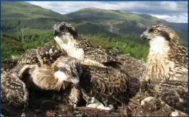 ??  ?? Woodland Trust Scotland have two males and one female osprey chick to name with a public vote on their website