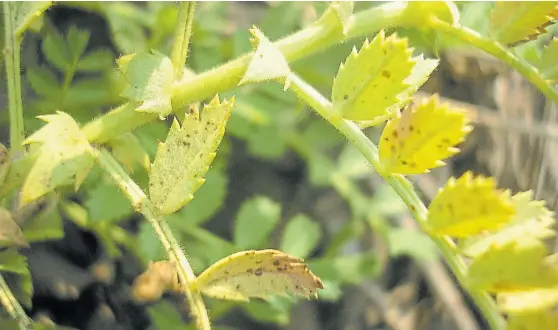  ??  ?? En acción. Al alterar la circulació­n de agua, nutrientes y fotoasimil­ados termina produciend­o la muerte de la planta en forma prematura.