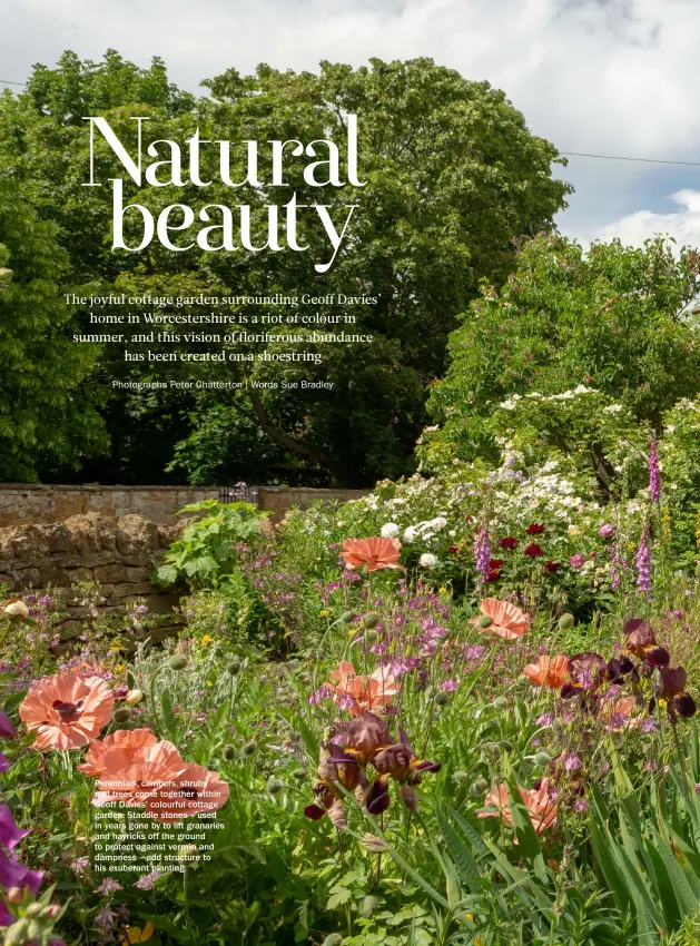  ??  ?? Perennials, climbers, shrubs and trees come together within Geoff Davies’ colourful cottage garden. Staddle stones – used in years gone by to lift granaries and hayricks off the ground to protect against vermin and dampness – add structure to his exuberant planting