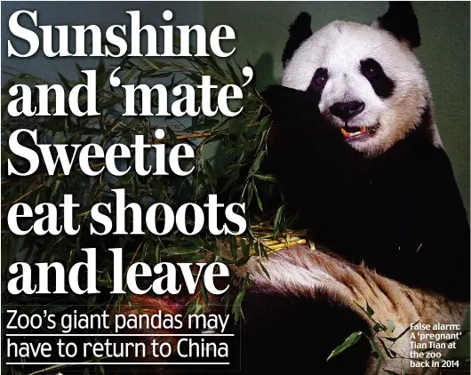 ??  ?? False alarm: A ‘pregnant’ Tian Tian at the zoo back in 2014
