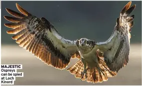  ?? ?? MAJESTIC Ospreys can be spied at Loch Kinord