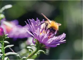  ?? Ic: iStock/ PA ?? A bee on an aster, helping to pollinate the garden