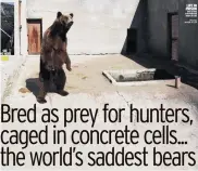  ??  ?? CRUEL REMINDER Our story about the bears’ fate