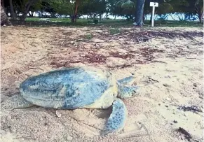  ?? libaran Island. ?? Natural habitat: a turtle that has just laid eggs seen on a beach in