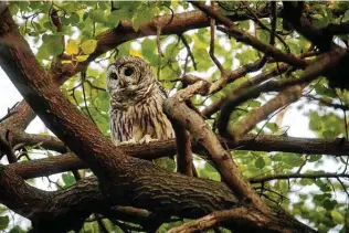  ?? Dave Sanders / New York Times ?? A barred owl, known as Barry, sits on a branch Monday in the NorthWoods area of Central Park. New Yorkers are so obsessed with the owl that some are concerned he could be scared away.