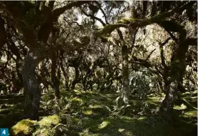  ??  ?? 1 Café selvagem recém-colhido e depois torrado 2 na floresta Harenna; grãos quebrados 3 que serão usados pelos fazendeiro­s para consumo próprio; 4 musgos em árvores na mesma floresta, onde há muita umidade;5 homem colhe café em propriedad­e de Irgachefe 4