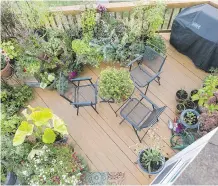  ??  ?? Having a container garden on her deck means Miriam Settles doesn’t need to weed. Anything you can plant in a garden you can plant in a pot.